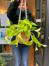 Load image into Gallery viewer, Epipremnum aureum Neon / Golden Pothos
