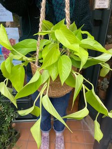 Epipremnum aureum Neon / Golden Pothos