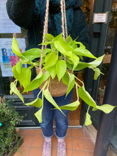 Load image into Gallery viewer, Epipremnum aureum Neon / Golden Pothos
