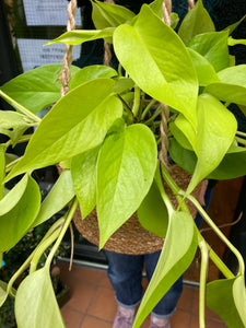 Epipremnum aureum Neon / Golden Pothos