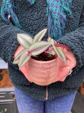 Load image into Gallery viewer, Tradescantia zebrina / Inch Plant - 6cm Pot
