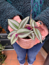 Load image into Gallery viewer, Tradescantia zebrina / Inch Plant - 6cm Pot
