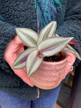 Load image into Gallery viewer, Tradescantia zebrina / Inch Plant - 6cm Pot
