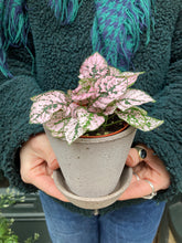 Load image into Gallery viewer, Hypoestes phyllostachya - Polka dot plant
