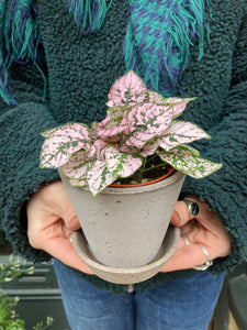 Hypoestes phyllostachya - Polka dot plant