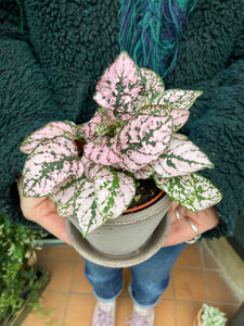 Hypoestes phyllostachya / Polka Dot Plant