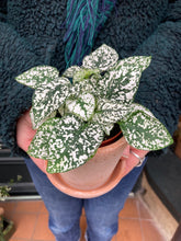 Load image into Gallery viewer, Hypoestes phyllostachya - Polka dot plant
