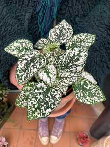 Hypoestes phyllostachya - Polka dot plant