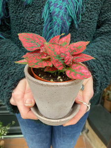 Hypoestes phyllostachya - Polka dot plant