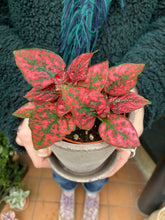 Load image into Gallery viewer, Hypoestes phyllostachya - Polka dot plant
