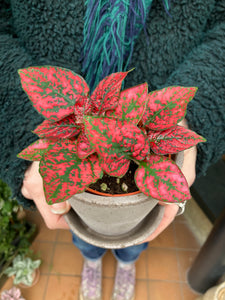 Hypoestes phyllostachya / Polka Dot Plant