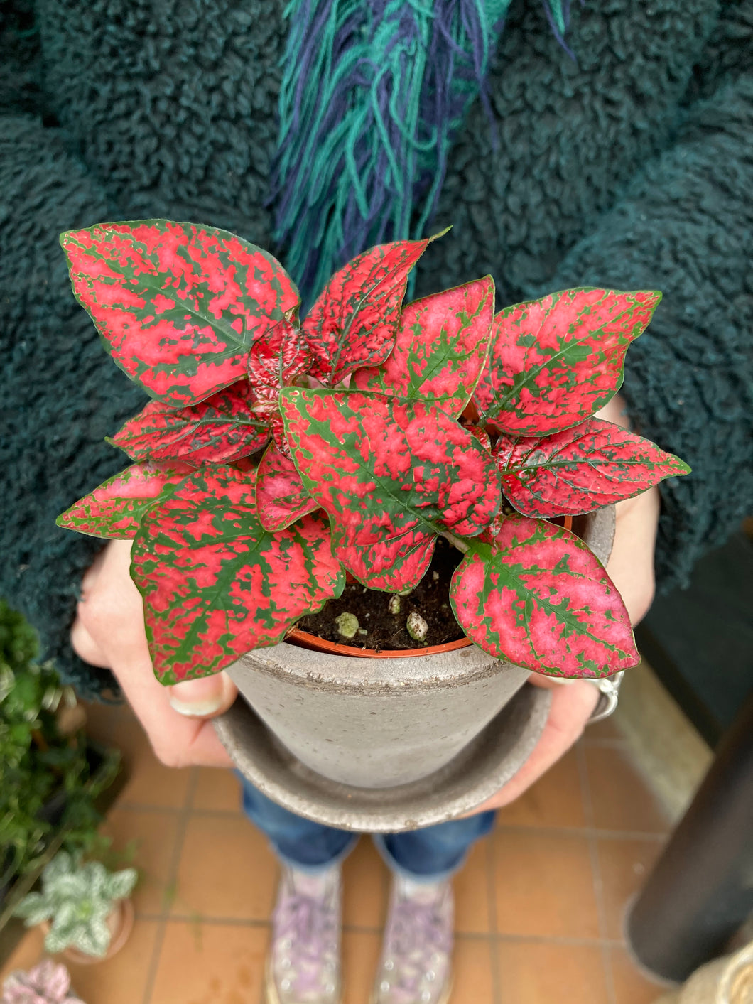 Hypoestes phyllostachya / Polka Dot Plant