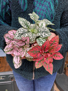 Hypoestes phyllostachya / Polka Dot Plant