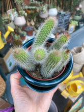 Load image into Gallery viewer, Cleistocactus colademononis - Monkey Tail Cactus
