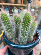Load image into Gallery viewer, Cleistocactus colademononis - Monkey Tail Cactus
