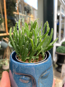 Rhipsalis ewaldiana - Mistletoe Cactus