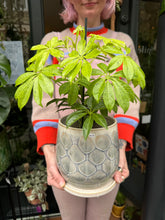 Load image into Gallery viewer, Schefflera Anne / Variegated Umbrella Plant

