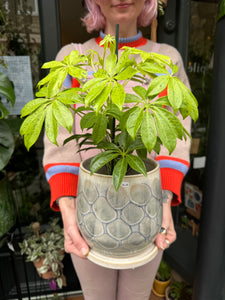 Schefflera Anne / Variegated Umbrella Plant