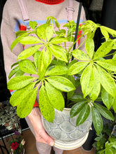 Load image into Gallery viewer, Schefflera Anne / Variegated Umbrella Plant
