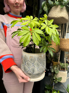 Schefflera Anne / Variegated Umbrella Plant