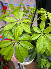 Load image into Gallery viewer, Schefflera Anne / Variegated Umbrella Plant
