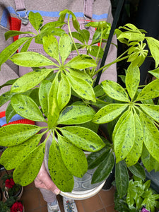 Schefflera Anne / Variegated Umbrella Plant