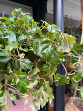 Load image into Gallery viewer, Cissus rhombifolia Ellen Danica / Grape Ivy
