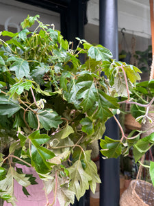 Cissus rhombifolia Ellen Danica - Grape Ivy