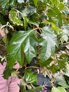 Cissus rhombifolia Ellen Danica / Grape Ivy