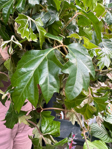 Cissus rhombifolia Ellen Danica - Grape Ivy