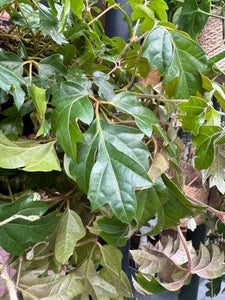 Cissus rhombifolia Ellen Danica - Grape Ivy