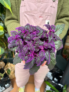 Gynura aurantiaca - Purple Passion Plant