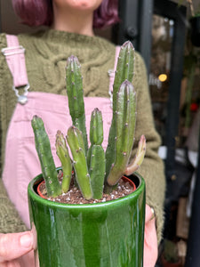 Stapelia leendertziae - Pickle Plant