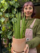 Load image into Gallery viewer, Sansevieria cylindrica Mikado / Snake Plant
