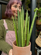 Load image into Gallery viewer, Sansevieria cylindrica Mikado / Snake Plant
