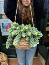 Load image into Gallery viewer, Sedum burrito 14cm Pot - *Local Delivery or Local Pick Up Only*
