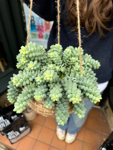 Sedum burrito 14cm Pot - *Local Delivery or Local Pick Up Only*