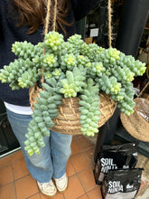 Load image into Gallery viewer, Sedum burrito 14cm Pot - *Local Delivery or Local Pick Up Only*

