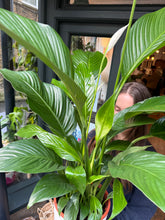 Load image into Gallery viewer, Spathiphyllum Sweet Lauretta - *Local Delivery or Local Pick Up Only*
