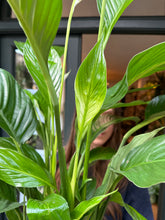 Load image into Gallery viewer, Spathiphyllum Sweet Lauretta - *Local Delivery or Local Pick Up Only*
