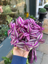 Load image into Gallery viewer, Tradescantia Pink Paradise / Inch Plant - 10.5cm Pot
