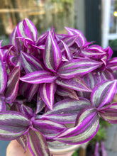 Load image into Gallery viewer, Tradescantia Pink Paradise / Inch Plant - 10.5cm Pot
