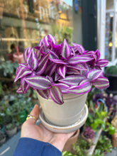 Load image into Gallery viewer, Tradescantia Pink Paradise / Inch Plant - 10.5cm Pot
