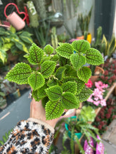 Load image into Gallery viewer, Pilea mollis / Pilea Moon Valley
