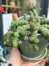 Load image into Gallery viewer, Crassula marnieriana 11cm / Worm Plant
