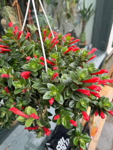 Columnea krakatau - *Local Delivery or Local Pick Up Only*
