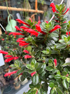 Columnea krakatau - *Local Delivery or Local Pick Up Only*