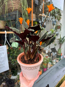 Calathea crocata / Prayer Plant