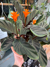 Load image into Gallery viewer, Calathea crocata / Prayer Plant
