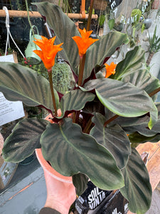 Calathea crocata / Prayer Plant